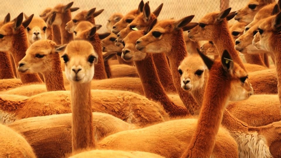 Vicuña