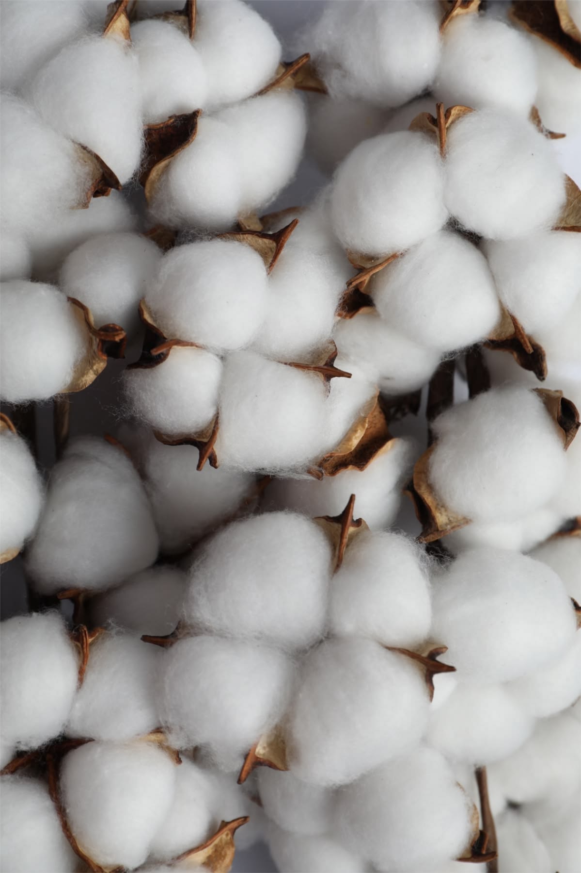 Cotton Pima
