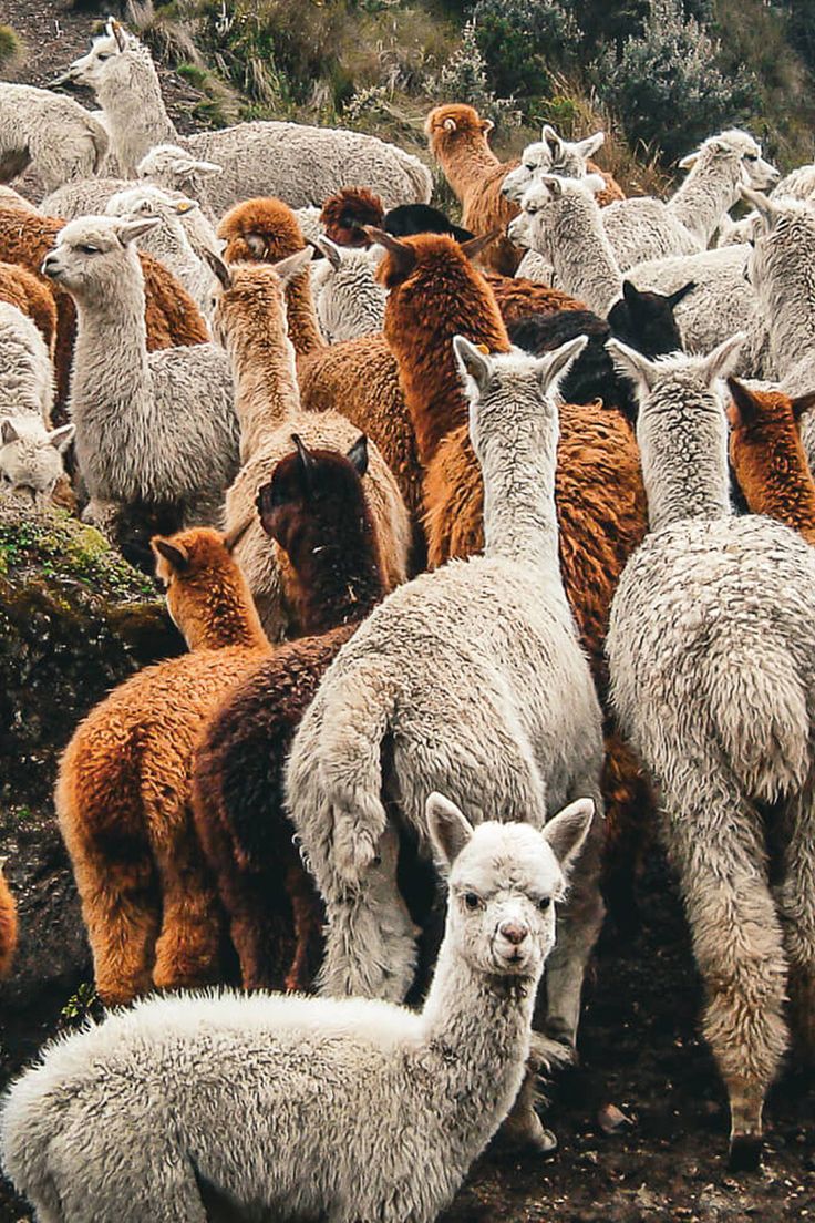 Baby Alpaca-21