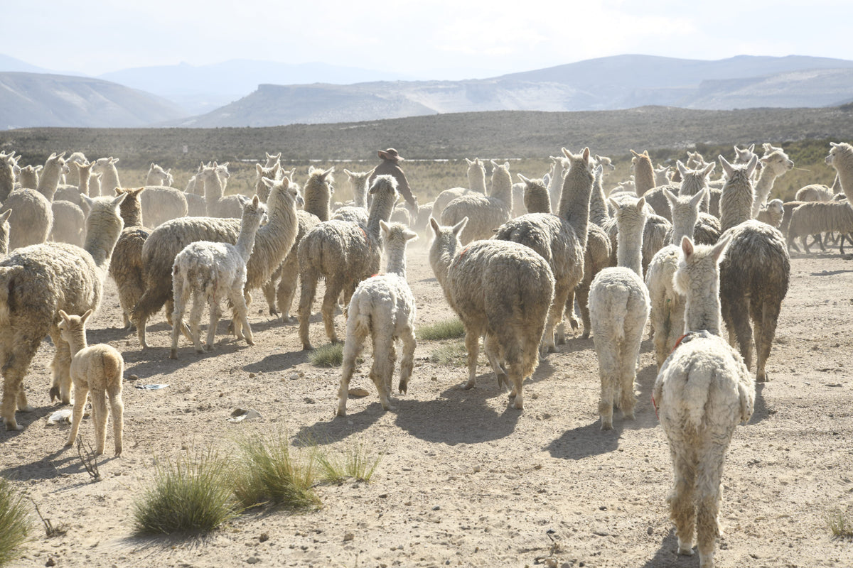 alpacas in the peruvian andeans